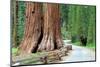 Giant Sequoias, Mariposa Grove Yosemite National Park-topseller-Mounted Photographic Print