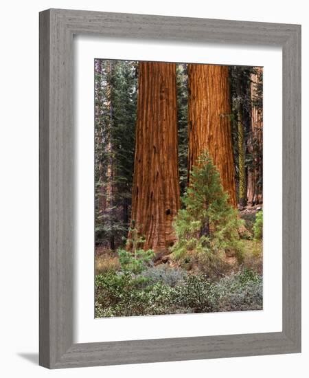 Giant Sequoias, Yosemite National Park, California, USA-Adam Jones-Framed Photographic Print