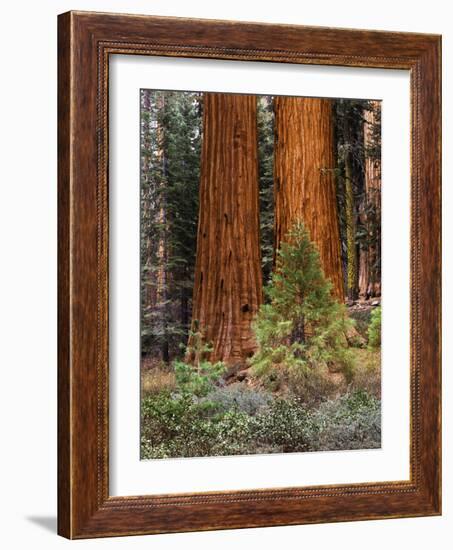 Giant Sequoias, Yosemite National Park, California, USA-Adam Jones-Framed Photographic Print