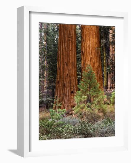 Giant Sequoias, Yosemite National Park, California, USA-Adam Jones-Framed Photographic Print