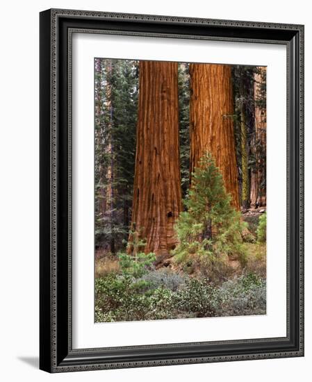 Giant Sequoias, Yosemite National Park, California, USA-Adam Jones-Framed Photographic Print