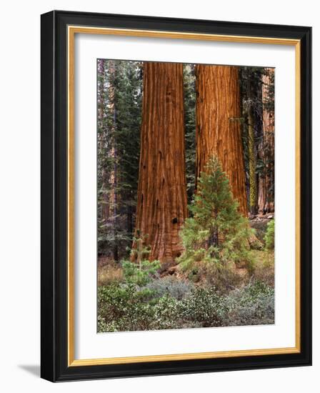 Giant Sequoias, Yosemite National Park, California, USA-Adam Jones-Framed Photographic Print