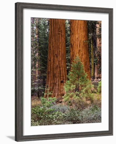 Giant Sequoias, Yosemite National Park, California, USA-Adam Jones-Framed Photographic Print
