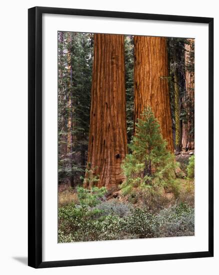 Giant Sequoias, Yosemite National Park, California, USA-Adam Jones-Framed Photographic Print