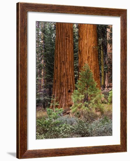 Giant Sequoias, Yosemite National Park, California, USA-Adam Jones-Framed Photographic Print