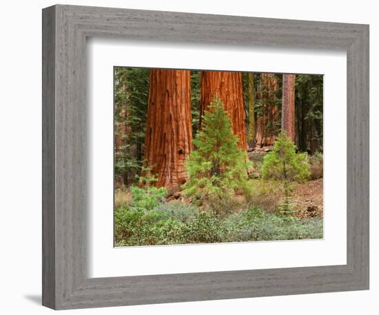 Giant Sequoias, Yosemite National Park, California, USA-Adam Jones-Framed Photographic Print