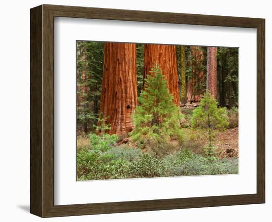 Giant Sequoias, Yosemite National Park, California, USA-Adam Jones-Framed Photographic Print