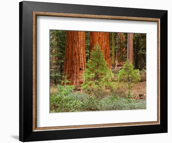 Giant Sequoias, Yosemite National Park, California, USA-Adam Jones-Framed Photographic Print