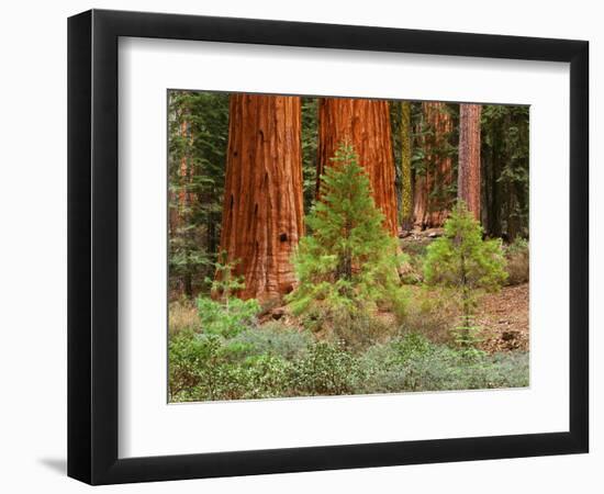 Giant Sequoias, Yosemite National Park, California, USA-Adam Jones-Framed Photographic Print