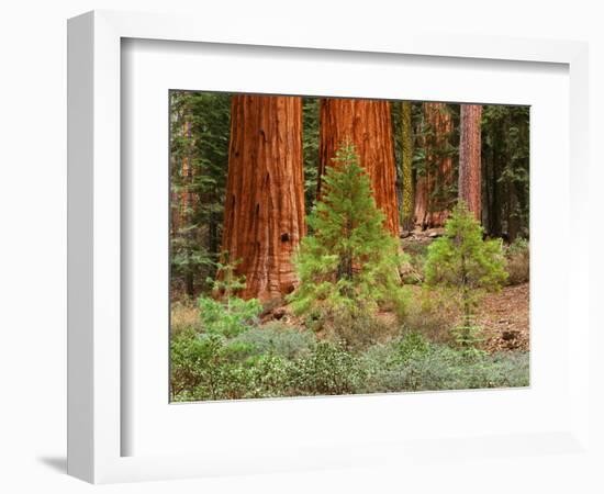 Giant Sequoias, Yosemite National Park, California, USA-Adam Jones-Framed Photographic Print