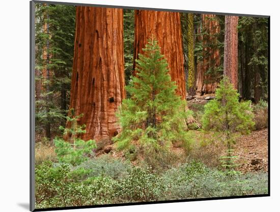 Giant Sequoias, Yosemite National Park, California, USA-Adam Jones-Mounted Photographic Print