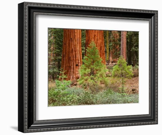 Giant Sequoias, Yosemite National Park, California, USA-Adam Jones-Framed Photographic Print