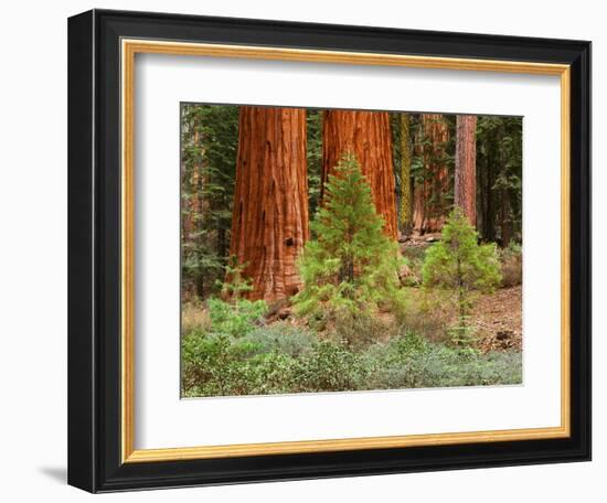 Giant Sequoias, Yosemite National Park, California, USA-Adam Jones-Framed Photographic Print