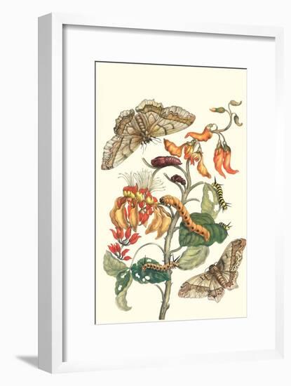 Giant Silk Moth on a Purple Coral Tree-Maria Sibylla Merian-Framed Art Print