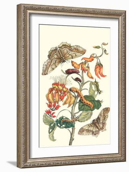 Giant Silk Moth on a Purple Coral Tree-Maria Sibylla Merian-Framed Art Print