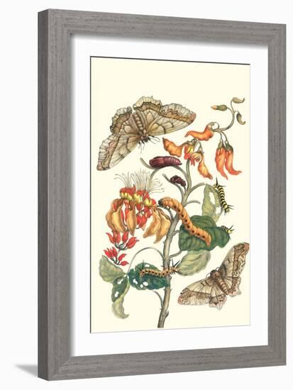 Giant Silk Moth on a Purple Coral Tree-Maria Sibylla Merian-Framed Art Print