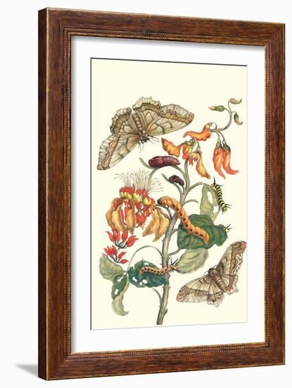 Giant Silk Moth on a Purple Coral Tree-Maria Sibylla Merian-Framed Art Print