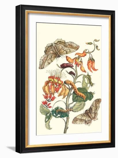 Giant Silk Moth on a Purple Coral Tree-Maria Sibylla Merian-Framed Art Print