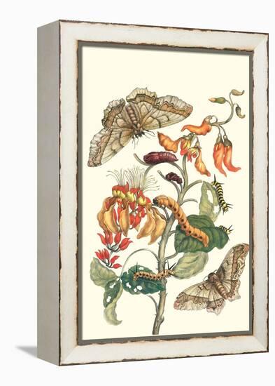 Giant Silk Moth on a Purple Coral Tree-Maria Sibylla Merian-Framed Stretched Canvas