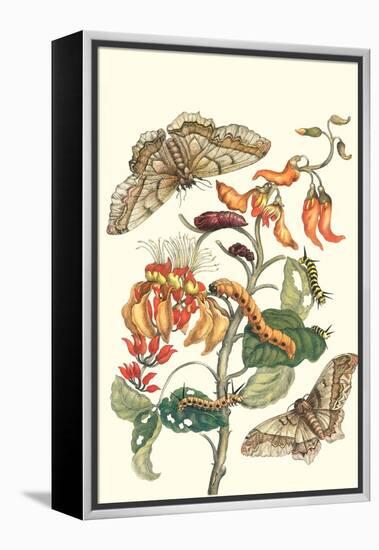 Giant Silk Moth on a Purple Coral Tree-Maria Sibylla Merian-Framed Stretched Canvas