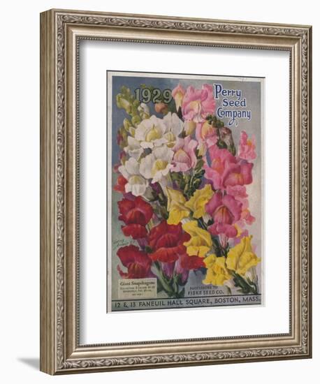 Giant Snapdragons from the Perry Seed Company-null-Framed Art Print