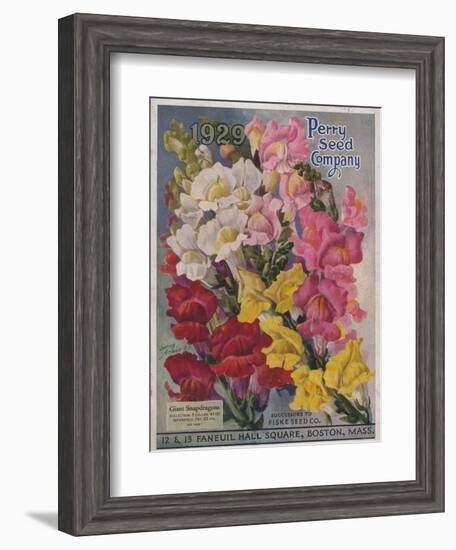 Giant Snapdragons from the Perry Seed Company--Framed Art Print