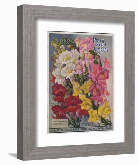 Giant Snapdragons from the Perry Seed Company-null-Framed Art Print