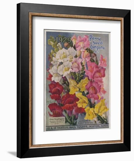 Giant Snapdragons from the Perry Seed Company--Framed Art Print
