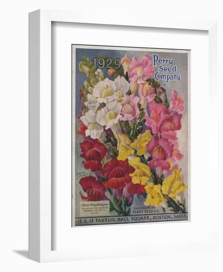 Giant Snapdragons from the Perry Seed Company-null-Framed Art Print