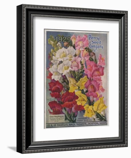 Giant Snapdragons from the Perry Seed Company--Framed Art Print