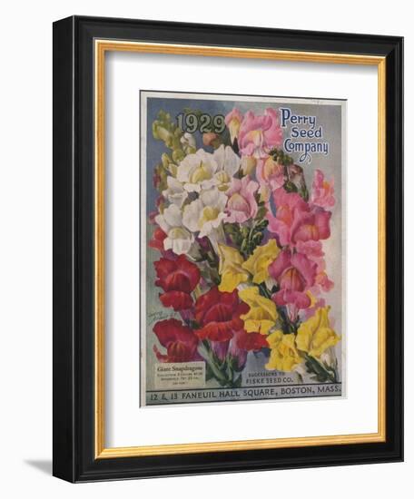 Giant Snapdragons from the Perry Seed Company--Framed Art Print