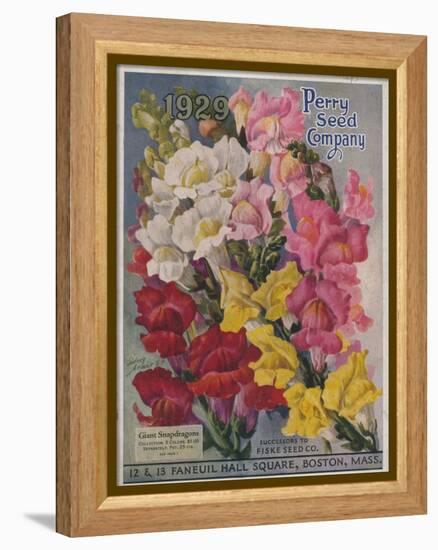 Giant Snapdragons from the Perry Seed Company-null-Framed Stretched Canvas