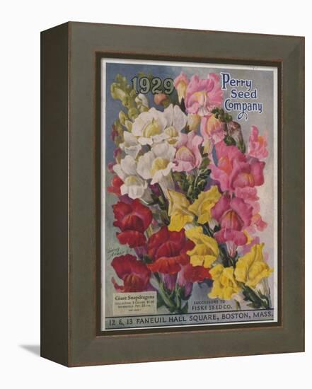 Giant Snapdragons from the Perry Seed Company-null-Framed Stretched Canvas