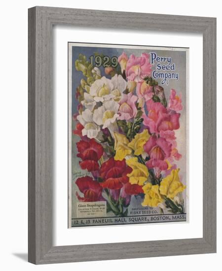 Giant Snapdragons from the Perry Seed Company-null-Framed Art Print