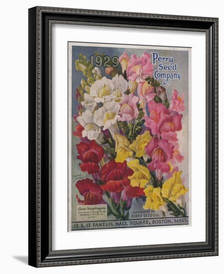 Giant Snapdragons from the Perry Seed Company-null-Framed Art Print