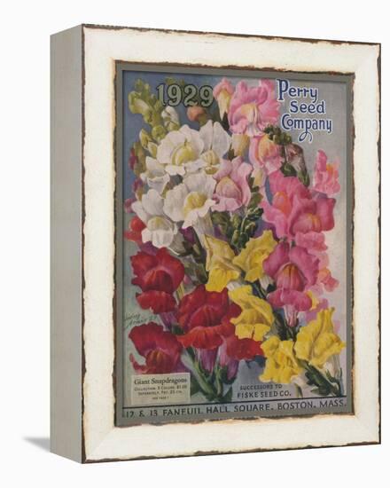 Giant Snapdragons, Perry Seed Company-null-Framed Stretched Canvas