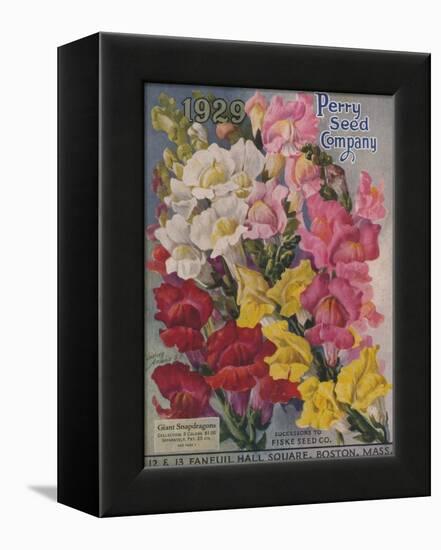 Giant Snapdragons, Perry Seed Company-null-Framed Stretched Canvas