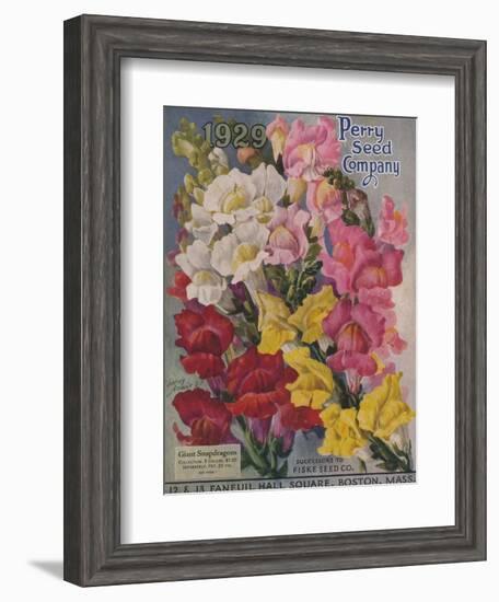 Giant Snapdragons, Perry Seed Company-null-Framed Art Print