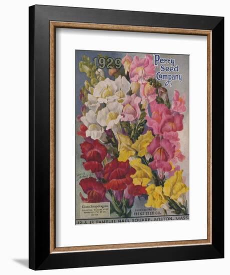 Giant Snapdragons, Perry Seed Company-null-Framed Art Print