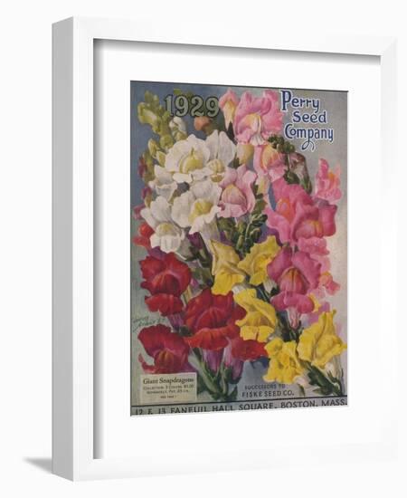 Giant Snapdragons, Perry Seed Company-null-Framed Art Print