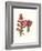 Giant Spear Lily-Louis Van Houtte-Framed Premium Giclee Print