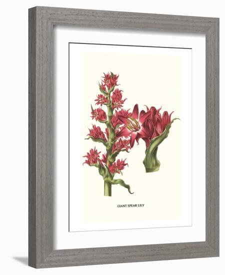 Giant Spear Lily-Louis Van Houtte-Framed Premium Giclee Print
