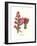 Giant Spear Lily-Louis Van Houtte-Framed Premium Giclee Print