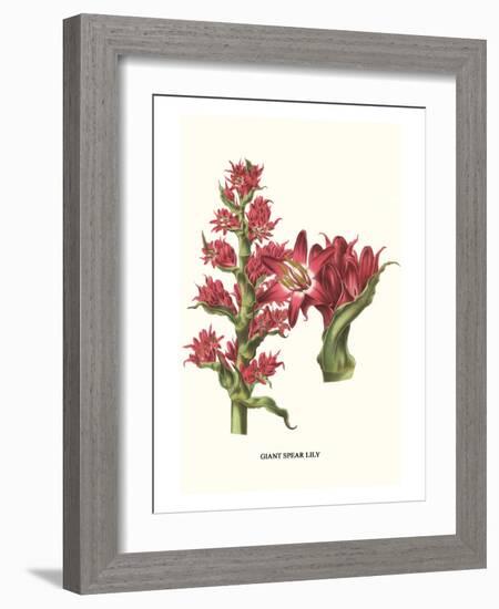 Giant Spear Lily-Louis Van Houtte-Framed Art Print