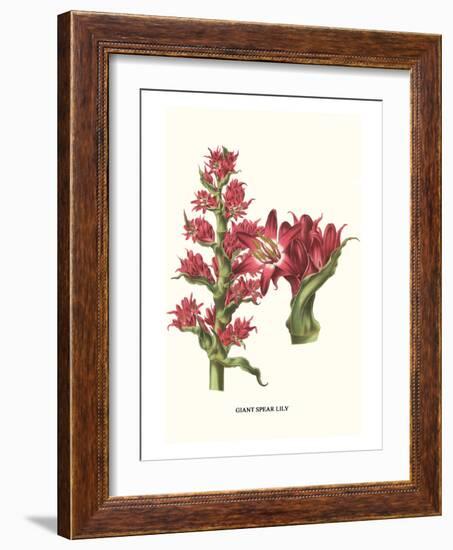 Giant Spear Lily-Louis Van Houtte-Framed Art Print