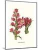 Giant Spear Lily-Louis Van Houtte-Mounted Art Print