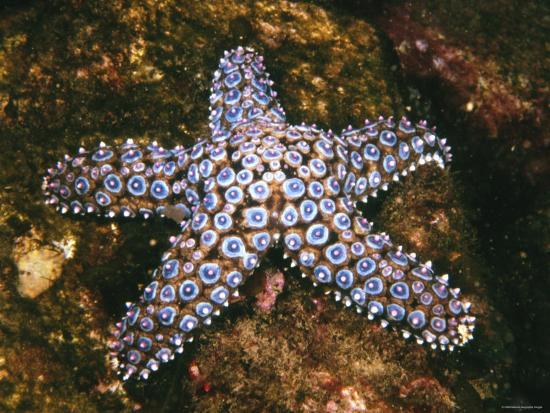 Echinodermata
-Giant Sea Star
- "Spiny Skin"
-Water Vascular System
-No Brain
-Complete Digestive System
-Adults are radial s