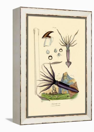 Giant Squid, 1833-39-null-Framed Premier Image Canvas