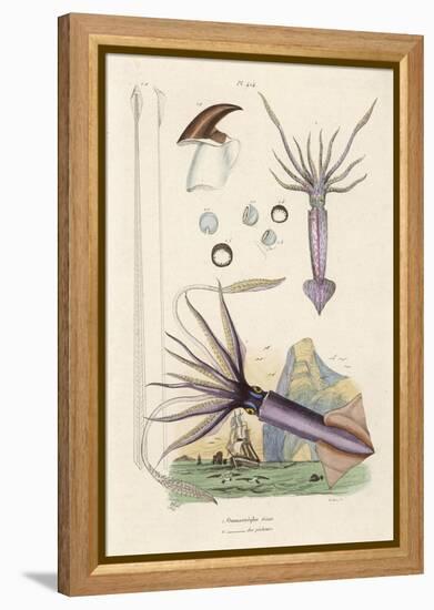 Giant Squid and a Squid of the Fishermen-Du Casse-Framed Stretched Canvas