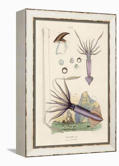 Giant Squid and a Squid of the Fishermen-Du Casse-Framed Stretched Canvas